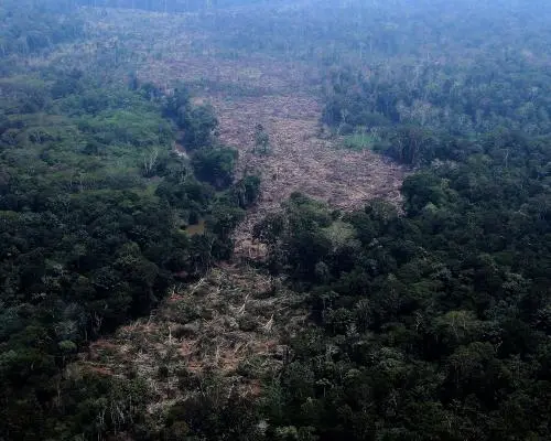Deforestarea în Amazonă aBraziliană ajunge la nivelul mai mic din istoric, înainte de alegeri cruciale