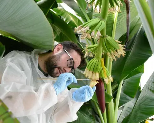 Bananele la limită: cum le putem salva de la dispariție